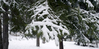 森林里的枞树被雪覆盖着