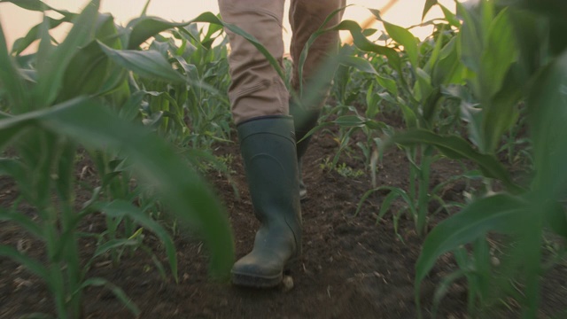 日落时分，一位面目全非的农民在玉米幼苗中行走