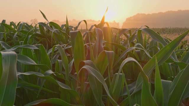 日出时的玉米和小麦田