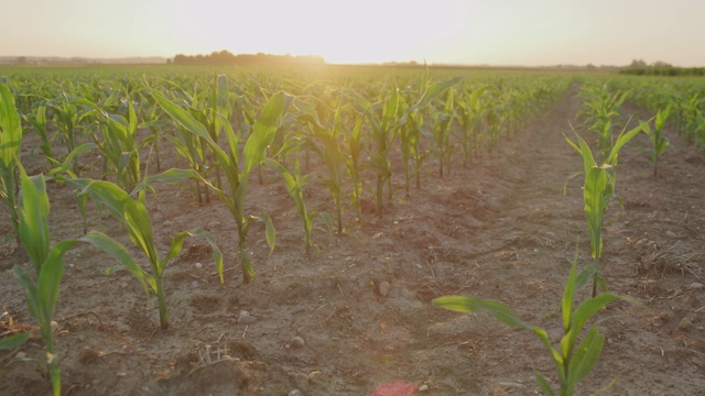 日落时的玉米幼苗