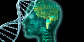 人类大脑基因编码的数字合成