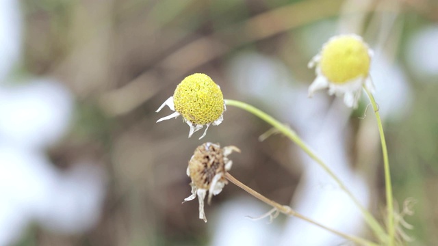 洋甘菊的花和叶