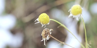 洋甘菊的花和叶