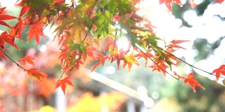 秋天的庐山枫叶