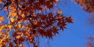 秋天的庐山枫叶
