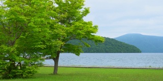 日本和田湖的树