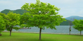 日本和田湖的树