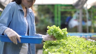 妇女在大棚水培农场收获水培蔬菜视频素材模板下载