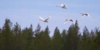 四只天鹅飞过绿色的森林。慢动作镜头