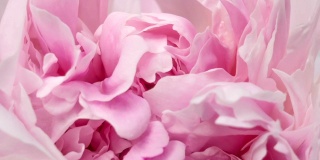 美丽的粉红牡丹背景。户外盛开的牡丹花，时光流逝，特写。宏