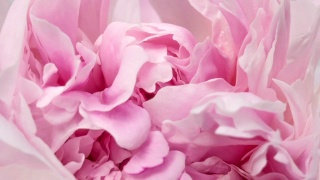 美丽的粉红牡丹背景。户外盛开的牡丹花，时光流逝，特写。宏视频素材模板下载