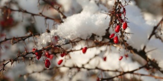 慢慢融化的初雪在成熟的红莓