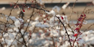 慢慢融化的初雪在成熟的红莓