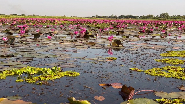 莲花湖