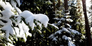 杉树上覆盖着雪