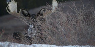 Large Bull Moose Grazing with Snow on Nose