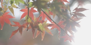 秋天红红的枫叶背景