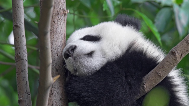 可爱的熊猫宝宝在绿色的植物丛中睡在一棵树上，中国成都