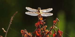 四斑羚(Libellula quadrimaculata) -兴安自然保护区