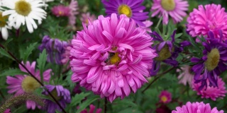 蜜蜂从粉红色的花朵上采集花蜜