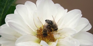 蜜蜂从白花中采集花蜜
