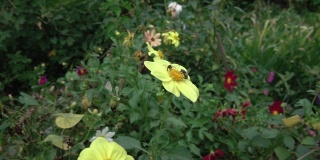 两只蜜蜂从一朵黄花上采集花蜜