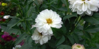 花园里开着白色的大花