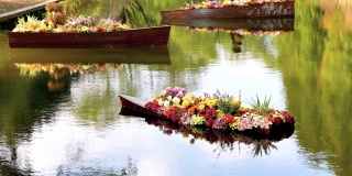 五颜六色的菊花花在木船上漂浮在河中，有美丽的倒影，4k镜头，慢镜头。