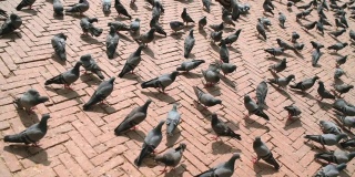 大鸽子在尼泊尔加德满都博德纳斯塔广场人行道上行走和飞翔的慢镜头。