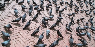 大鸽子群在尼泊尔加德满都的博德纳斯塔广场人行道上行走和飞翔的视频。