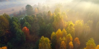 空中飞行在薄雾森林秋天的树木。色彩斑斓的树木和穿过树枝的阳光。美丽的秋日日出旅游概念