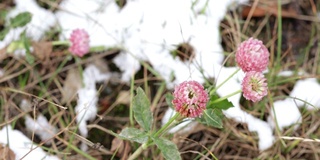 三叶草花与雪