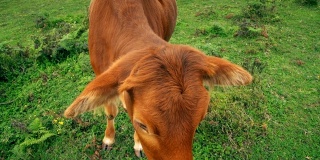 中国贵州乌蒙大草原放牧牛。