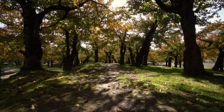 慢镜头- hd -风吹动公园里黄红的树(秋日宽镜头)