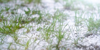 春天的冰冰雹在绿草地上。坏天气特写