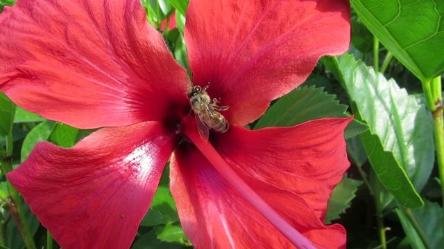 蜜蜂从红花中采集花蜜