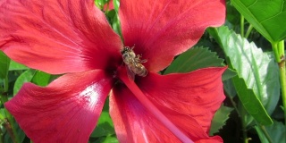蜜蜂从红花中采集花蜜