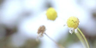 洋甘菊的花和叶