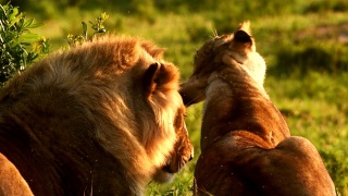 一只年轻的雄狮和母狮在马赛马拉休息视频素材模板下载