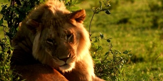 一只年轻的雄狮和母狮在马赛马拉休息