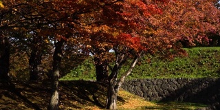 慢镜头- hd -风吹动公园里黄色和红色的树(秋日日出特写)