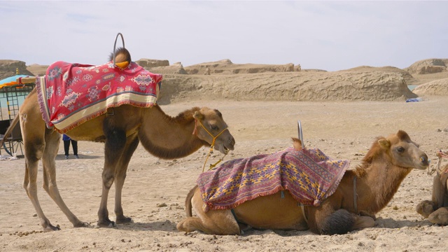 大柴丹乌苏水亚丹地质公园骆驼