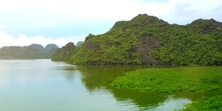 鸟瞰图洋湾表面与水植物种植园