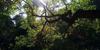 阳光下的树枝