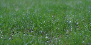 在夏天的绿草地上，在一个阴天下着冰雹的冰。暴风雨就要来了。