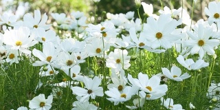 白色的宇宙花在花园里随风摇曳，大自然的花朵。