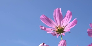 宇宙花丛中粉红的小花随风摇曳，大自然的花朵。