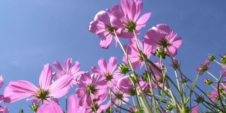 宇宙花丛中粉红的小花随风摇曳，大自然的花朵。