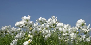 白色的宇宙花在花园里随风摇曳，大自然的花朵。