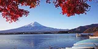 日本富士山和川口湖的秋红枫树